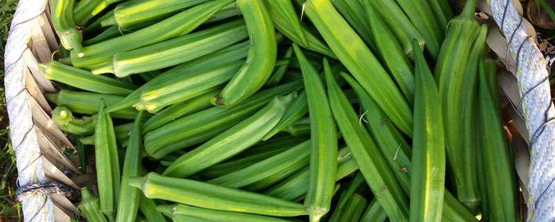 黄秋葵又称咖啡黄葵,原产于印度,广泛栽培于热带和亚热带地区,我国