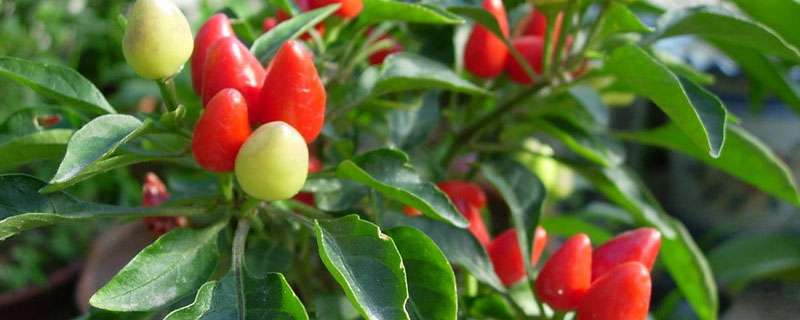 辣椒",在四川很多地方都有种植,长度为2-3厘米,颜色较鲜艳,果实朝天
