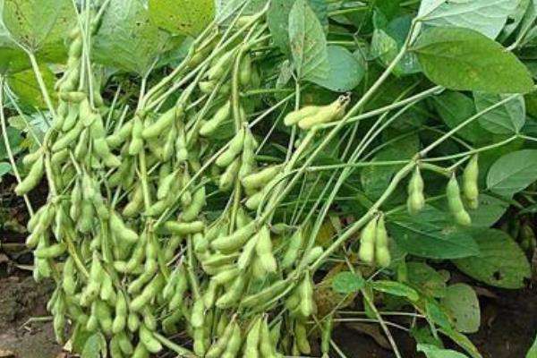 黄豆种植方法