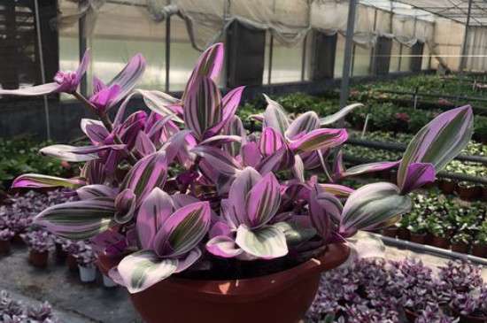 紫露兰是什么植物
