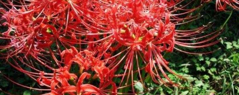 红色彼岸花的花语和象征 农百科