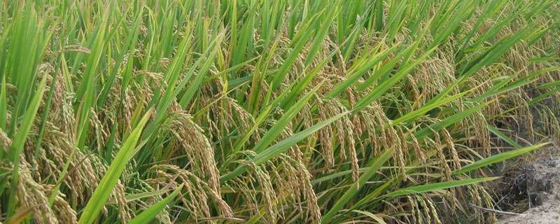 水稻恶苗防治