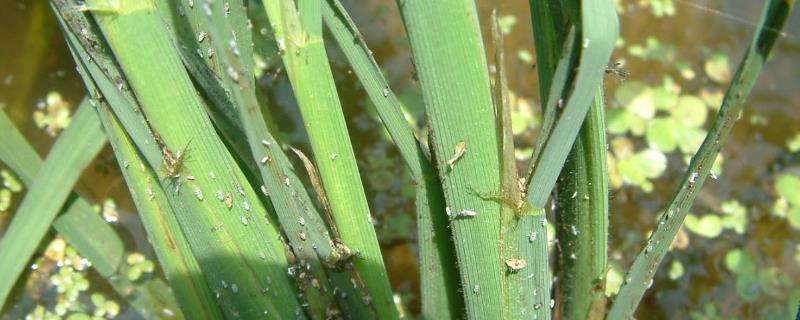 稻飞虱能活几天，主要危害水稻哪个部位