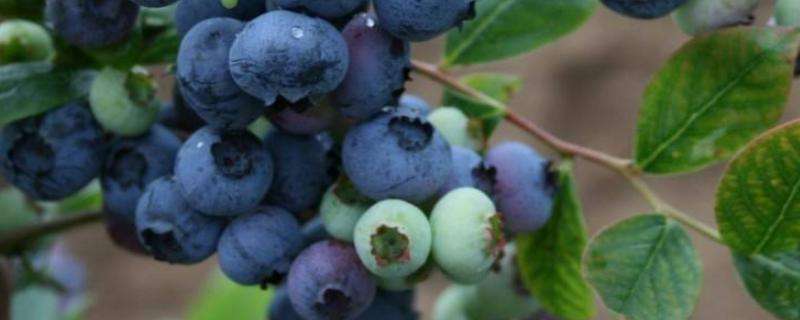 蓝莓产地在哪里，几月份成熟