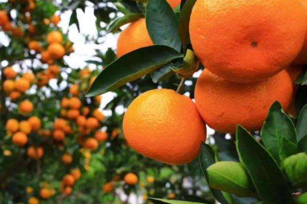 2,在一定的温度变化范围内,柑橘果实的含糖量会随着温度升高而递增