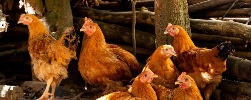 养鸡与鸡病防治方法
