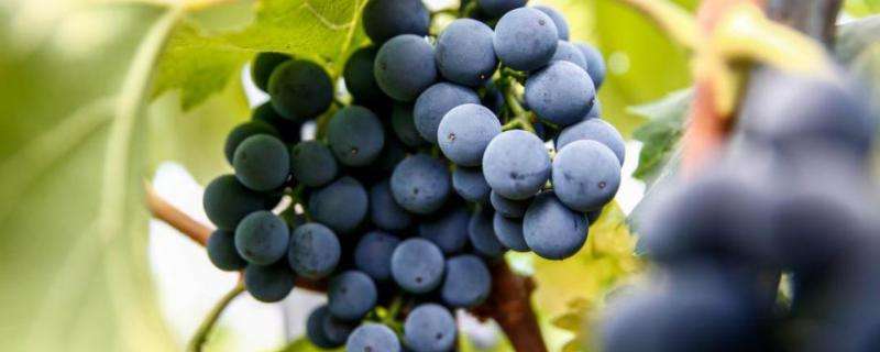 夏黑葡萄种植技术与管理，夏黑葡萄几月份成熟