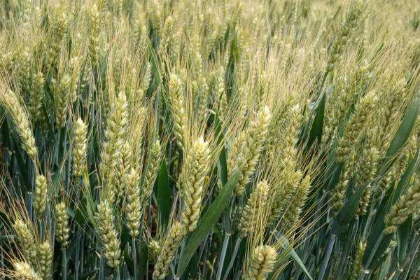 矮抗008小麦品种图片