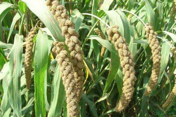 小米种植技术和方法