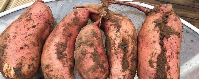 红薯一共要施肥几次