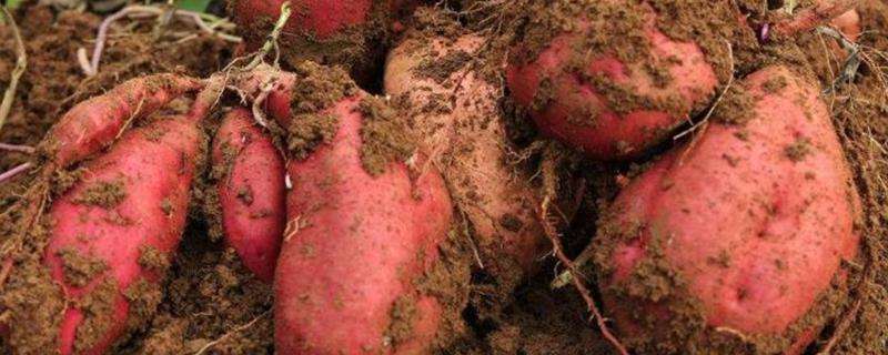 红薯最迟什么时候种植，什么时候收获