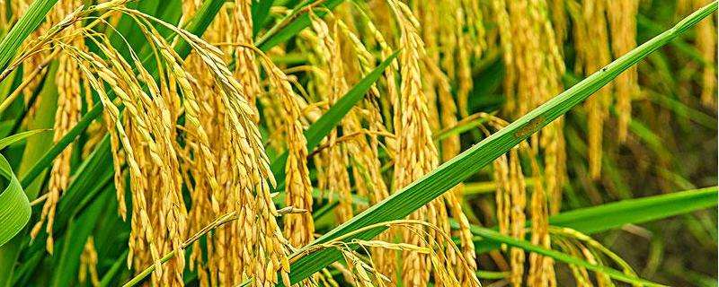 早稻早熟高产水稻品种