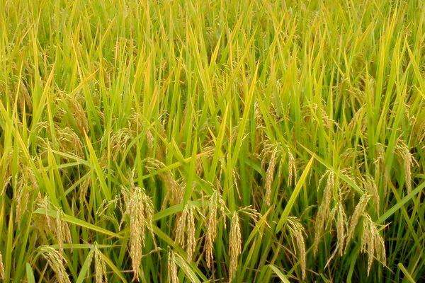 龙粳31水稻图片