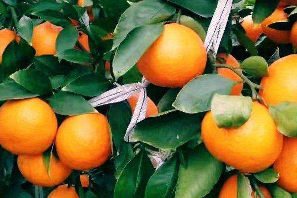 2,在一定的温度变化范围内,柑橘果实的含糖量会随着温度升高而递增,含