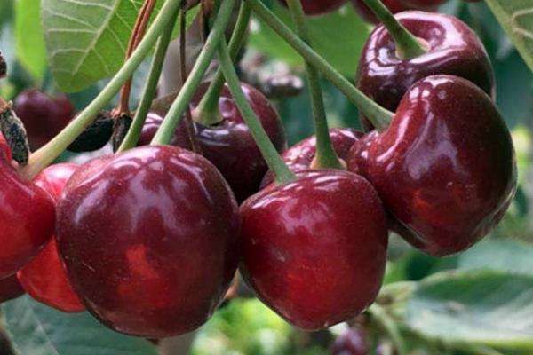 塔玛拉樱桃品种介绍图片