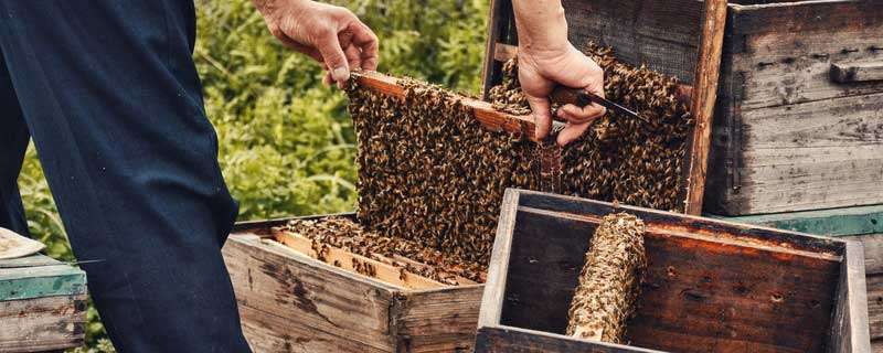 木筏求生蜜蜂怎么养