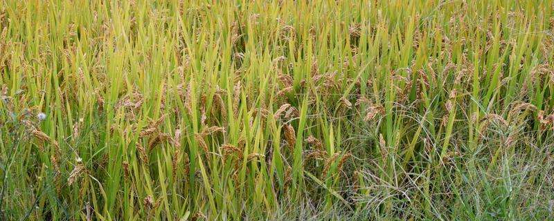 垦稻50水稻种子介绍图片