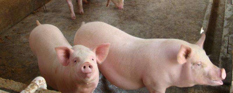 猪的常见病有哪些，分别如何防治