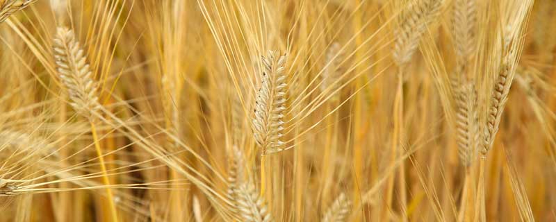 大麦小麦成熟季节