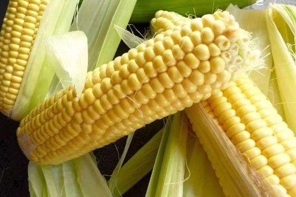 登海939玉米品种介绍图片
