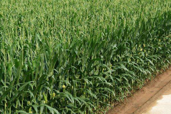 什么玉米种子产量高