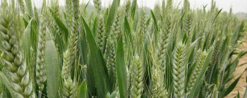 西农388小麦品种介绍图片