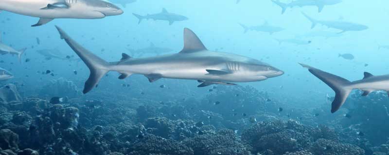 尖齿鲨能人工养殖吗