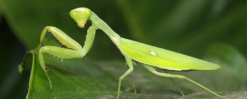 野生螳螂能养活吗，螳螂吃什么食物（）