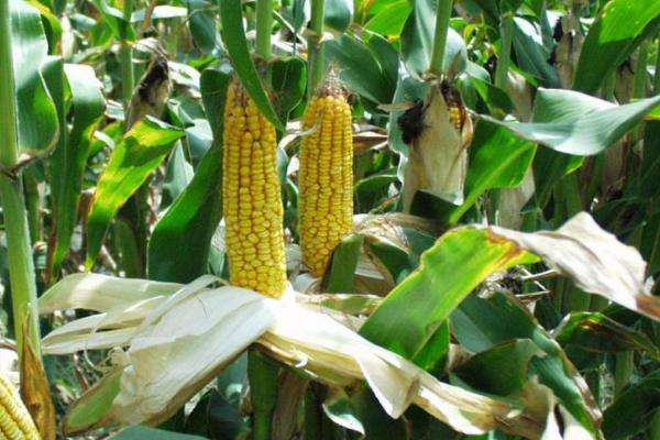 浚单3136玉米种介绍-农百科