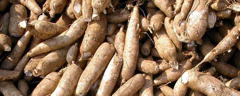 回答木薯属大戟目大戟科木薯属,为灌木状多年生作物,又被称为南洋薯