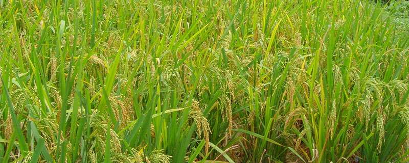 中国近5年水稻产量
