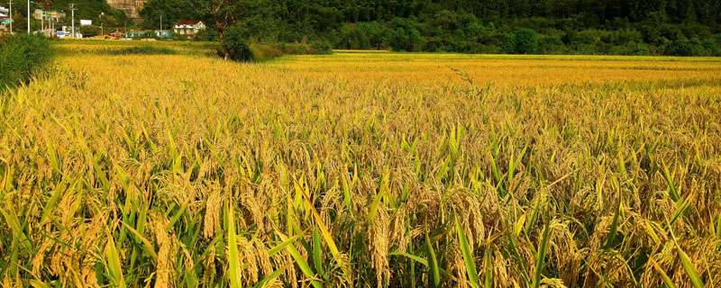 水稻断穗是什么原因