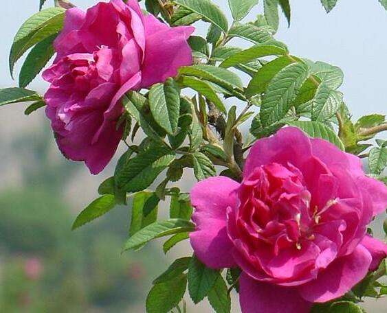 紫枝玫瑰