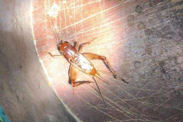 蛐蛐会在家里面繁殖吗