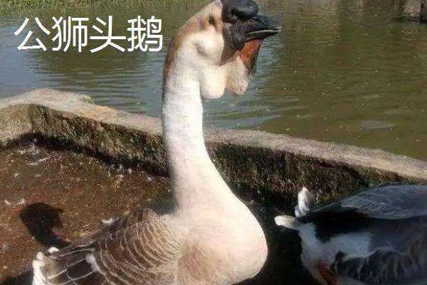 狮头鹅怎么分公母