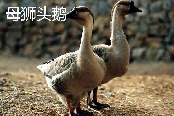 狮头鹅怎么分公母