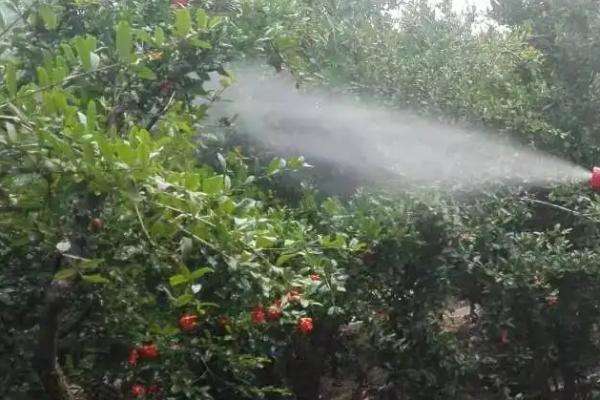 噻苯隆的使用方法与注意事项