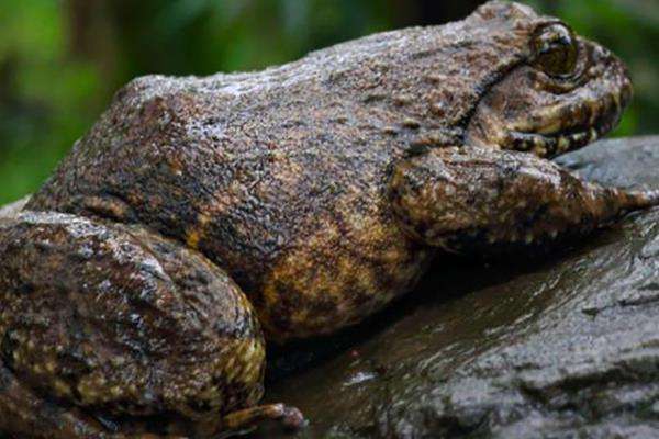 石蛙是二级保护动物吗