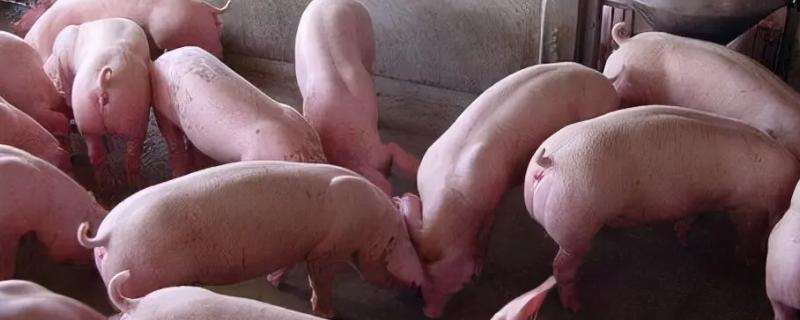 猪精输入母猪体内一般能存活多久
