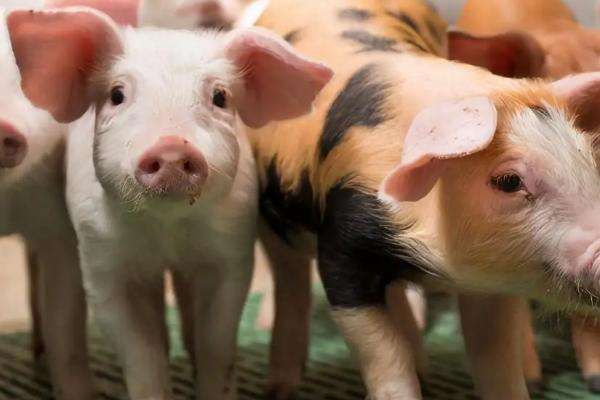 猪精输入母猪体内一般能存活多久