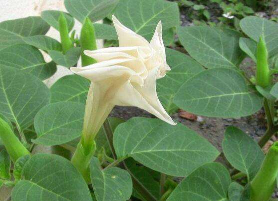 串筋花