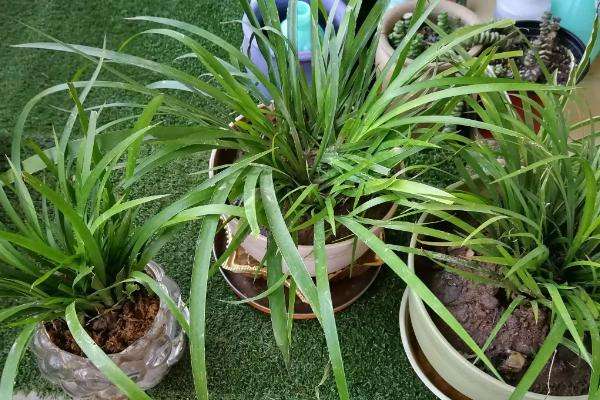 石菖蒲种植三年亩产多少斤