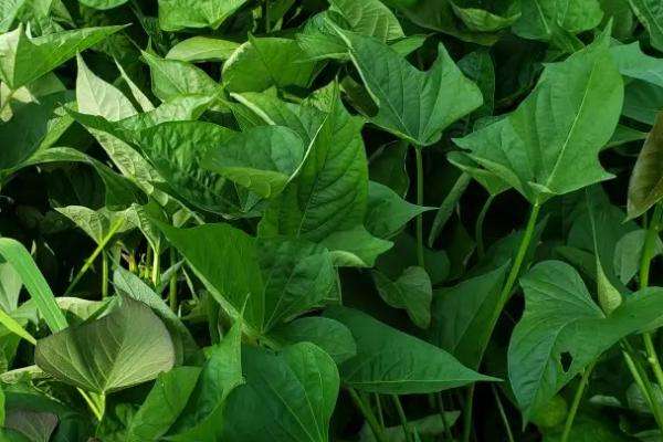 红薯苗床期如何浇水