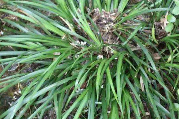 石菖蒲种植三年亩产多少斤