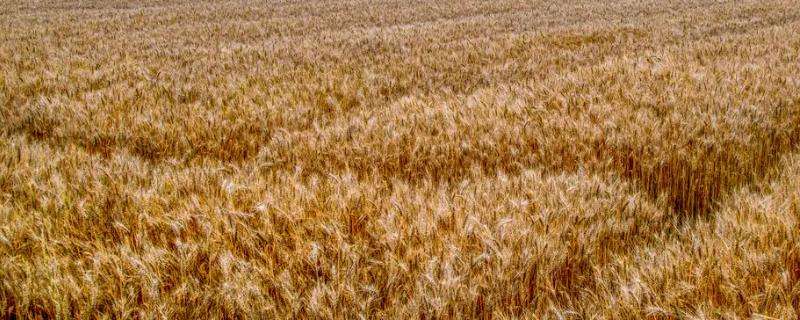 冬小麦和春小麦的播种和收割时间