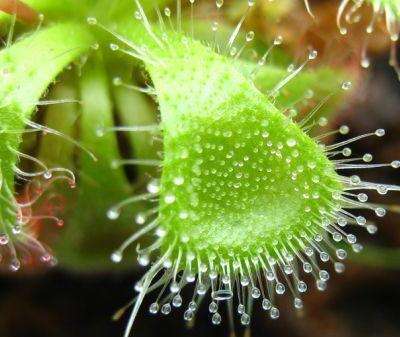 食虫植物