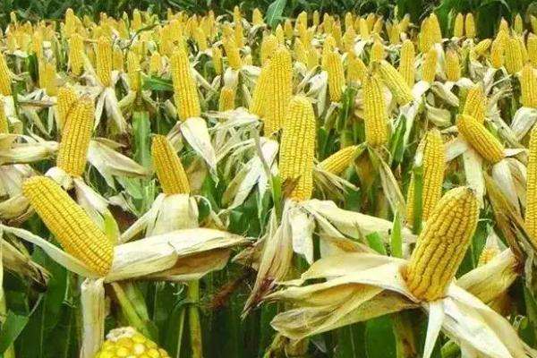 种玉米施肥用什么肥料好