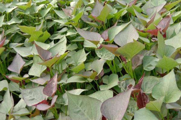 红薯苗床期如何浇水