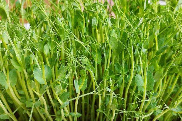 豆苗是用什么豆长出来的