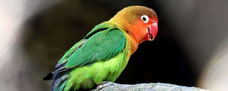 绿色鹦鹉品种